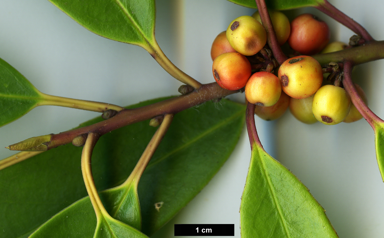 High resolution image: Family: Aquifoliaceae - Genus: Ilex - Taxon: fargesii - SpeciesSub: subsp. fargesii